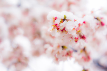 桜隠し　雪桜　桜
