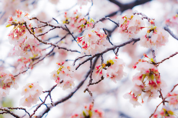 桜隠し　雪桜　桜