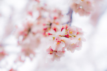 桜隠し　雪桜　桜