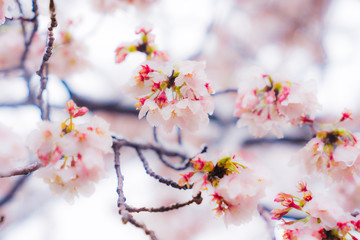 桜隠し　雪桜　桜