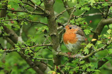 Fototapeta premium Robin
