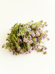 Wild oregano on white