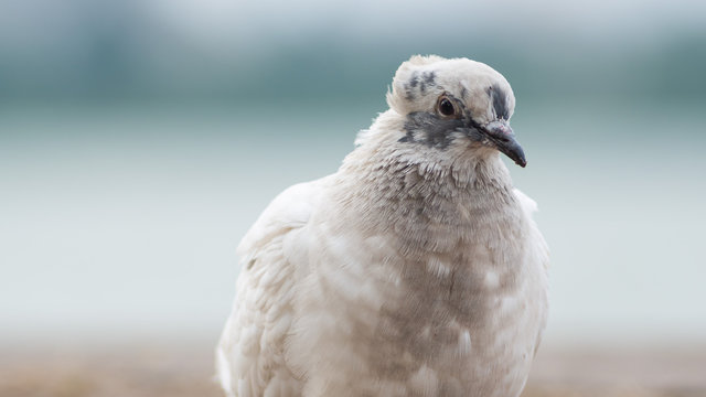 White dove Natasha in the river port