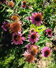 Purple daisy flower