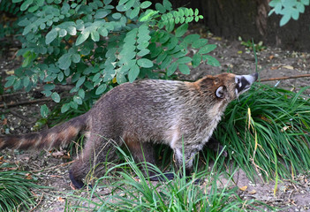 a white nosed coat  looks for food in a rainforest