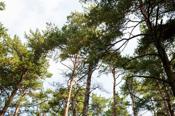 Sunny summer day in a pine forest