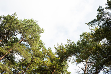 Sunny summer day in a pine forest