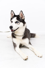Young husky dog over white background