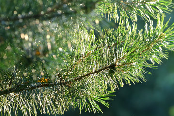 Sun ray in the forest through green blurred pine needles closeup with bokeh and copy space.