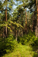 Fototapeta na wymiar Sunny summer day in a pine forest