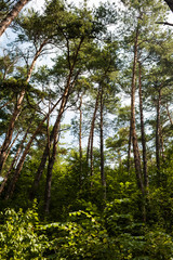 Sunny summer day in a pine forest