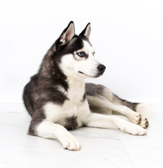 Young husky dog over white background