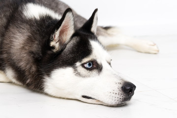 Young husky dog over white background