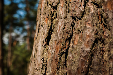 Close-up of pine bark in the forest