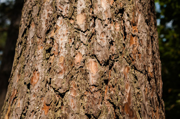 Close-up of pine bark in the forest
