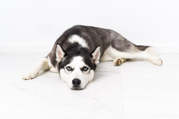 Young husky dog over white background