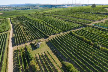 The vineyards of Flörsheim-Dalsheim / Germany and a trullo in the middle