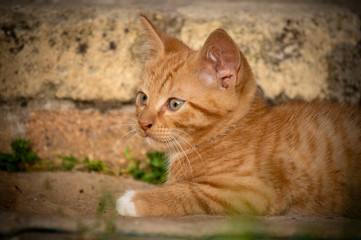 Horizontal close up image of a cute ginger red kitten with white chest sitting in a grass.