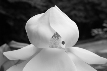 Magnolia Blossoms in black and white
