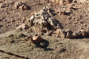Bambi deer at the biblical zoo in Israel