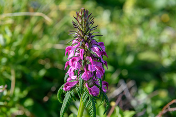 鳥海山の高山植物（キタヨツバシオガマ）