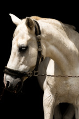 portrait of a white horse