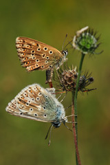 Chalkhill Blie Butterflies Mating
