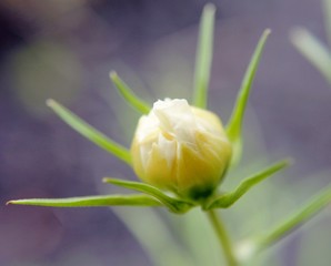 Fototapeta premium bourgeon flower