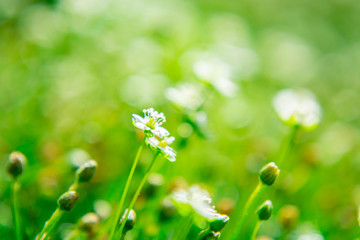 white green moss flowers close-up