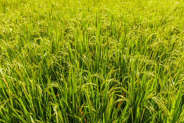 Rice field with growing ripe rice ready for harvesting. Bali Island, Indonesia