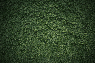 Small green plants on the ground background. Dark green tone.