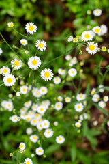 White and yellow daisies on a meadow with textured green grasses close up ~PUSHING UP DAISIES~