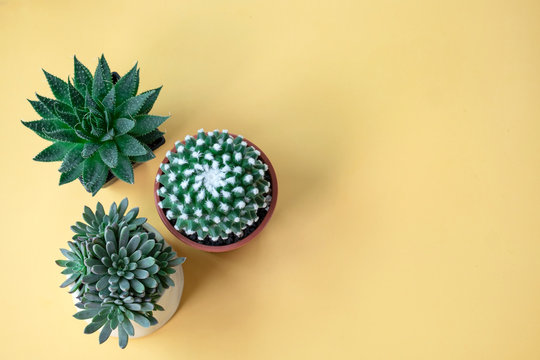 Top view of Mammillaria bucareliensis erusamu cactus pot, Green Aloe Haworthia pot and succulent plant pot on yellow background