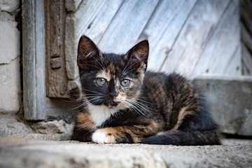 Naklejka na ściany i meble Horizontal close up image of a cute Calico cat (Tortoiseshell cat, Tortie cat, brindle, tricolor cat, tobi mi-ke, patches cat) kitten resting with wooden rustic door in background. 