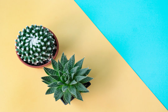 Top view of Mammillaria bucareliensis erusamu cactus and aloe haworthia succulent plant pot on yellow and blue color block geometric background