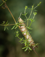 Closeup of caterpillar of the bedstraw hawk-moth on the white bedstraw branch