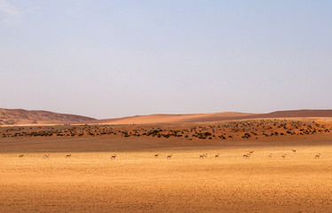 Fototapeta na wymiar Springboks in the Namib desert