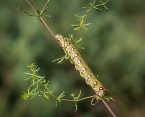 Closeup of caterpillar of the bedstraw hawk-moth on the white bedstraw branch