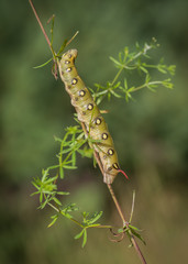Closeup of caterpillar of the bedstraw hawk-moth on the white bedstraw branch