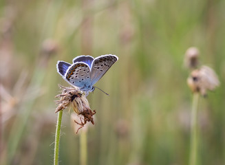 The silver-studded butterfly (Plebejus argus) in the meadow with overgrown dandelions in July
