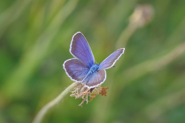 The silver-studded butterfly (Plebejus argus) in the meadow with overgrown dandelions in July