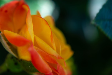 yellow rose close up