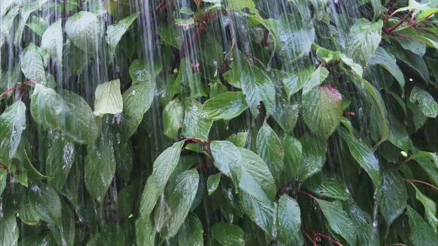 Sommerregen auf gr&uuml;nen Bl&auml;ttern