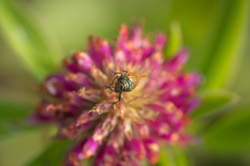 Closeup of small leaf beetle Labidostomis sp.on purple red clover blossom