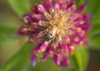 Closeup of small leaf beetle Labidostomis sp. on purple red clover blossom