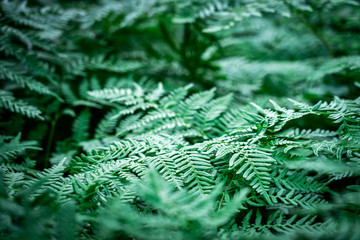 Dark green ferns