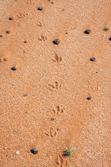 Springbok hoof prints in the Namib desert