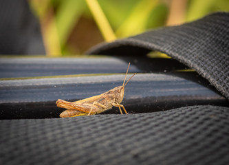 Closeup of brown and yellow locust (grasshopper) sitting on the black backpack in the green meadow
