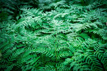 Dark green ferns