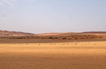 Fototapeta na wymiar Springboks in the Namib desert